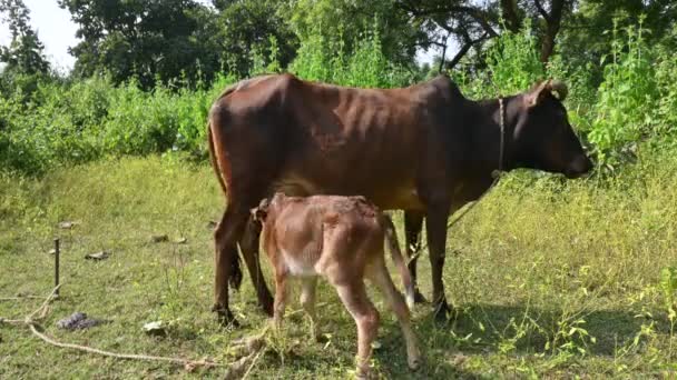 Μια Αγελάδα Ταΐζει Μοσχάρι Του Χαριτωμένα Μοσχάρια Πίνουν Γάλα Έννοια — Αρχείο Βίντεο