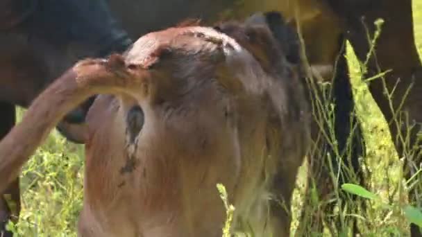 Krowa Karmi Swoje Cielę Słodkie Łydki Pijące Mleko Koncepcja Hodowli — Wideo stockowe