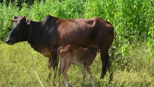 牛が牛に餌を与えている かわいい子牛が牛乳を飲んでいる 牛の農業か夫婦の概念 インドの牛とその赤ちゃん — ストック動画
