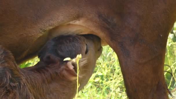 Krowa Karmi Swoje Cielę Słodkie Łydki Pijące Mleko Koncepcja Hodowli — Wideo stockowe