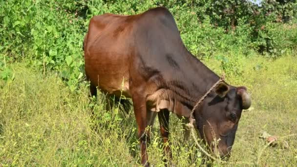 Uma Vaca Alimentar Bezerro Bezerros Bonitos Bebendo Leite Pecuária Conceito — Vídeo de Stock