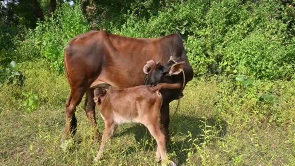 Uma Vaca Alimentar Bezerro Bezerros Bonitos Bebendo Leite Pecuária Conceito — Vídeo de Stock