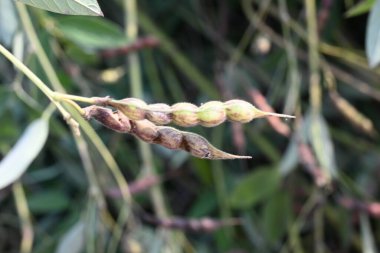 Yeşil bezelye kabuğu. Diğer adı Cajanus cajan, güvercin bezelyesi, kırmızı gramortur. Bu Fabaceae ailesinden bir daimi nidyedir..