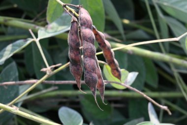 Yeşil bezelye kabuğu. Diğer adı Cajanus cajan, güvercin bezelyesi, kırmızı gramortur. Bu Fabaceae ailesinden bir daimi nidyedir..