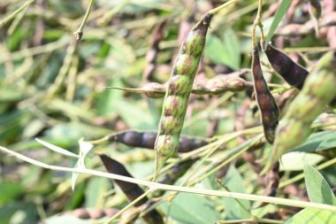 Yeşil bezelye kabuğu. Diğer adı Cajanus cajan, güvercin bezelyesi, kırmızı gramortur. Bu Fabaceae ailesinden bir daimi nidyedir..
