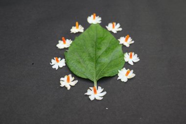 Nyctanthes ağaç tristis çiçeği. Yasemin açan başka isimler, keder ağacı, mercan yasemin ve shiuli. Harsigar ya da parijat çiçeği. Beyaz çiçek. 