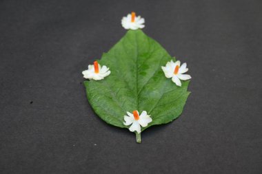 Nyctanthes ağaç tristis çiçeği. Yasemin açan başka isimler, keder ağacı, mercan yasemin ve shiuli. Harsigar ya da parijat çiçeği. Beyaz çiçek. 