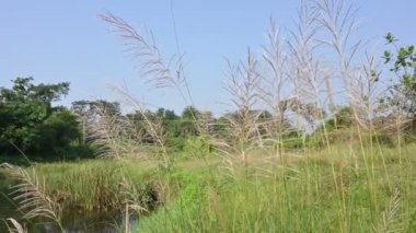 Saccharum spontaneum flower. Its other names wild sugarcane and Kans grass. Its grassnative to theIndian Subcontinent. It is a perennial grass,growing up to three meters in height.