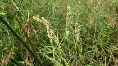 Persicaria hydropiper plant. It's other name water pepper,marshpepper knotweed,arse smart plant, tade plant and Polygonum hydropiperis. This is a plant of the familyPolygonaceae.