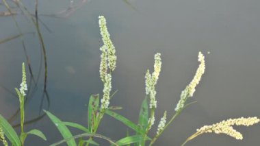 Persicaria hydropiper plant. It's other name water pepper,marshpepper knotweed,arse smart plant, tade plant and Polygonum hydropiperis. This is a plant of the familyPolygonaceae.