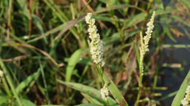Persicaria hydropiper plant. It's other name water pepper,marshpepper knotweed,arse smart plant, tade plant and Polygonum hydropiperis. This is a plant of the familyPolygonaceae.