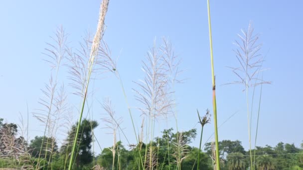 Saccharum Spontaneum Flower Its Other Names Wild Sugarcane Kans Grass — Stock video
