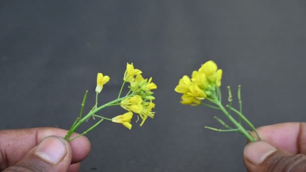 Mosterdbloemen Het Een Plantensoort Geslachten Brassica Sinapis Van Familie Brassicaceae — Stockvideo