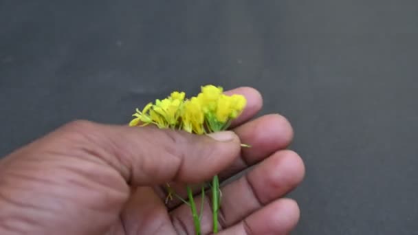 Mosterdbloemen Het Een Plantensoort Geslachten Brassica Sinapis Van Familie Brassicaceae — Stockvideo