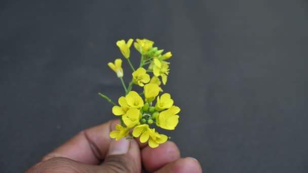 Kwiaty Musztardy Jest Gatunkiem Roślin Rodzaju Brassica Sinapis Rodziny Brassicaceae — Wideo stockowe