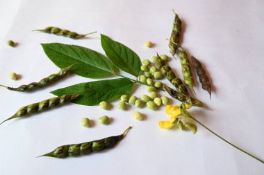 Taze yeşil güvercin bezelyesi. Diğer adı Cajanus cajan, güvercin bezelyesi, kırmızı gramortur. Bu Fabaceae ailesinden bir daimi nidyedir..