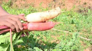 Sebze bahçesinde taze turp. Bu, Brassicaceae familyasından bir sebzedir. Diğerlerinin adı Raphanus Raphanistrumsubsp, sativus, daikon turp ve beyaz turp.. 