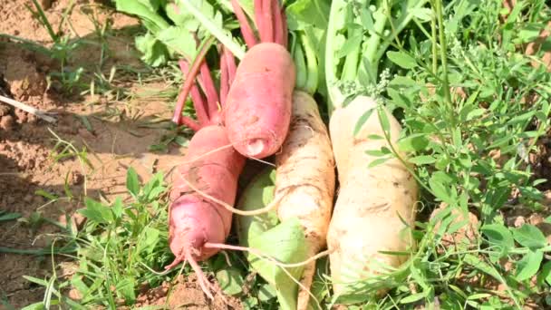 Fresh Radish Vegetables Garden Anedibleroot Vegetableof Familybrassicaceae Its Others Name — Stock Video