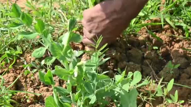Rabanete Fresco Horta Legumes Uma Espécie Vegetal Pertencente Família Brassicaceae — Vídeo de Stock