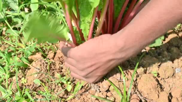 Ředkvička Zeleninové Zahradě Jedlá Kořenová Zelenina Čeledi Brassicaceae Jeho Další — Stock video