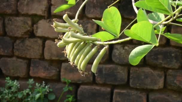 Chipilin Növényhüvely Egyéb Elnevezései Crotalaria Longirostrata Beleértve Epilt Hosszú Csőrű — Stock videók