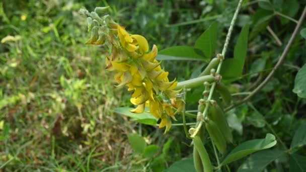Bunga Chipilin Nama Lainnya Adalah Crotalaria Longirostrata Termasuk Dechepil Dan — Stok Video