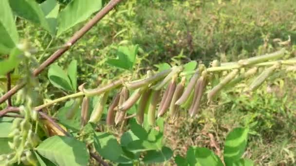 Chipilin Növényhüvely Egyéb Elnevezései Crotalaria Longirostrata Beleértve Epilt Hosszú Csőrű — Stock videók