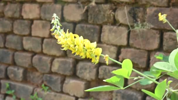 Kwiat Chipiliny Inne Jego Nazwy Crotalaria Longirostrata Tym Chepil Długi — Wideo stockowe