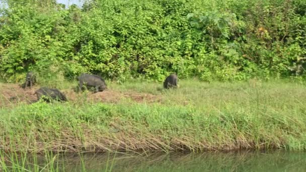 Troupeau Porcs Broutant Long Rivière Porc Mange Des Racines Creusant — Video