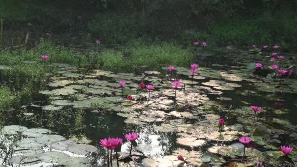 Водяна Лілія Ставковій Воді Інші Назви Nymphaeaceae Водяні Лілії Водні — стокове відео