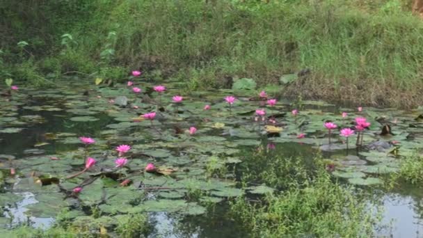 水百合在池塘里 它的另一个名字是水仙科和水仙花 水百合是指在水体中生长的 有叶子和花朵漂浮在水面上或从水面冒出的菊花 — 图库视频影像