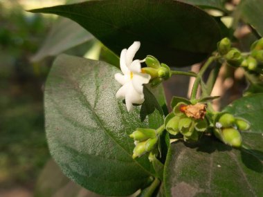 Nyctanthes ağaç tristis çiçeği. Yasemin açan başka isimler, keder ağacı, mercan yasemin ve shiuli. Harsigar ya da parijat çiçeği. Beyaz çiçek. 