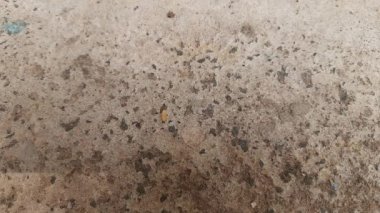 Pirinç taşıyan karınca. Bir karınca büyük kolaylıkla bir tahıl tanesi taşıyor. Karıncalar çok güçlüdür, ağırlıklarının çok katını taşıyabilirler..