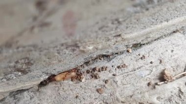 Pirinç taşıyan karınca. Bir karınca büyük kolaylıkla bir tahıl tanesi taşıyor. Karıncalar çok güçlüdür, ağırlıklarının çok katını taşıyabilirler..
