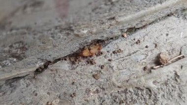 Pirinç taşıyan karınca. Bir karınca büyük kolaylıkla bir tahıl tanesi taşıyor. Karıncalar çok güçlüdür, ağırlıklarının çok katını taşıyabilirler..