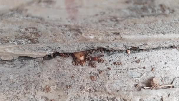Pirinç Taşıyan Karınca Bir Karınca Büyük Kolaylıkla Bir Tahıl Tanesi — Stok video