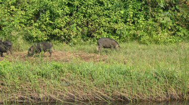 Domuz sürüsü nehir boyunca otluyor. Bu domuz nehir boyunca toprak kazarak ot kökü yiyor. Domuz evcil bir hayvandır. Et için yetiştirilir..