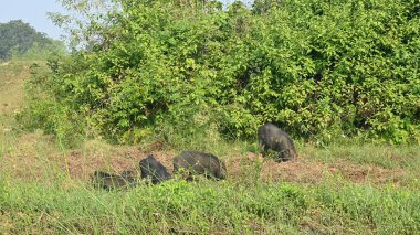 Domuz sürüsü nehir boyunca otluyor. Bu domuz nehir boyunca toprak kazarak ot kökü yiyor. Domuz evcil bir hayvandır. Et için yetiştirilir..