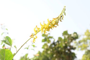 Chipilin çiçeği. Diğer adları Crotalaria longirostrata, édechepil ve uzun gaga kutusu..