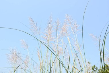 Saccharum spontaneum flower. Its other names wild sugarcane and Kans grass. Its grassnative to theIndian Subcontinent. It is a perennial grass,growing up to three meters in height.