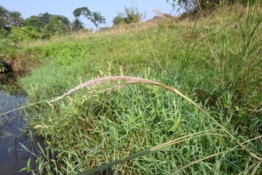 Saccharum spontaneum flower. Its other names wild sugarcane and Kans grass. Its grassnative to theIndian Subcontinent. It is a perennial grass,growing up to three meters in height.