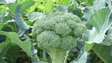 Organik sebze bahçesinde brokoli. Diğer adı Brassica oleracea var italica. Bu lahana familyasından yenilebilir yeşil bir bitki. Brokoli özellikle zengin bir C ve K vitamini kaynağıdır..