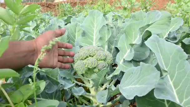 Brócoli Huerta Ecológica Sus Otros Nombres Brassica Oleracea Var Italica — Vídeos de Stock