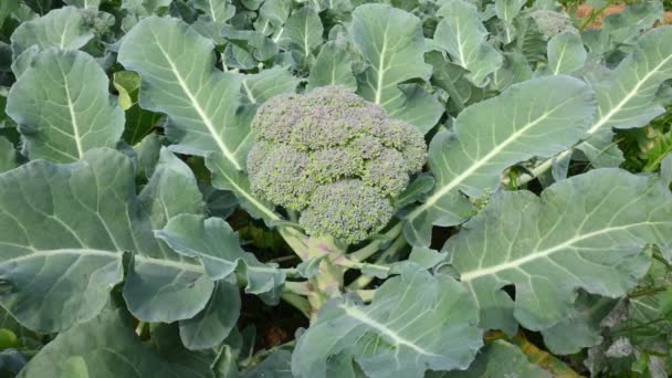 Organik Sebze Bahçesinde Brokoli Diğer Adı Brassica Oleracea Var Italica — Stok video