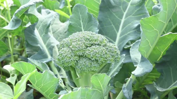 Broccoli Organic Vegetable Garden Its Other Names Brassica Oleracea Var — Stock Video