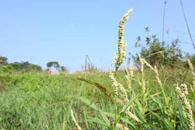 Persicaria hydropiper plant. It's other name water pepper,marshpepper knotweed,arse smart plant, tade plant and Polygonum hydropiperis. This is a plant of the familyPolygonaceae.