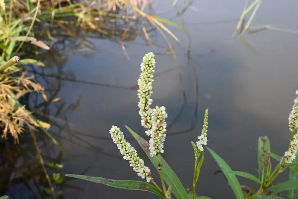 Persicaria hydropiper plant. It's other name water pepper,marshpepper knotweed,arse smart plant, tade plant and Polygonum hydropiperis. This is a plant of the familyPolygonaceae.