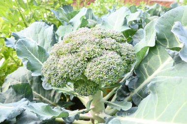 Organik sebze bahçesinde brokoli. Diğer adı Brassica oleracea var italica. Bu lahana familyasından yenilebilir yeşil bir bitki. Brokoli özellikle zengin bir C ve K vitamini kaynağıdır..