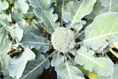 Organik sebze bahçesinde brokoli. Diğer adı Brassica oleracea var italica. Bu lahana familyasından yenilebilir yeşil bir bitki. Brokoli özellikle zengin bir C ve K vitamini kaynağıdır..