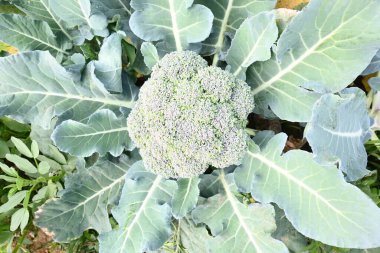 Organik sebze bahçesinde brokoli. Diğer adı Brassica oleracea var italica. Bu lahana familyasından yenilebilir yeşil bir bitki. Brokoli özellikle zengin bir C ve K vitamini kaynağıdır..